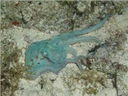 This little guy was spotted on a night dive in Cozumel, s... by Holly Heffner 